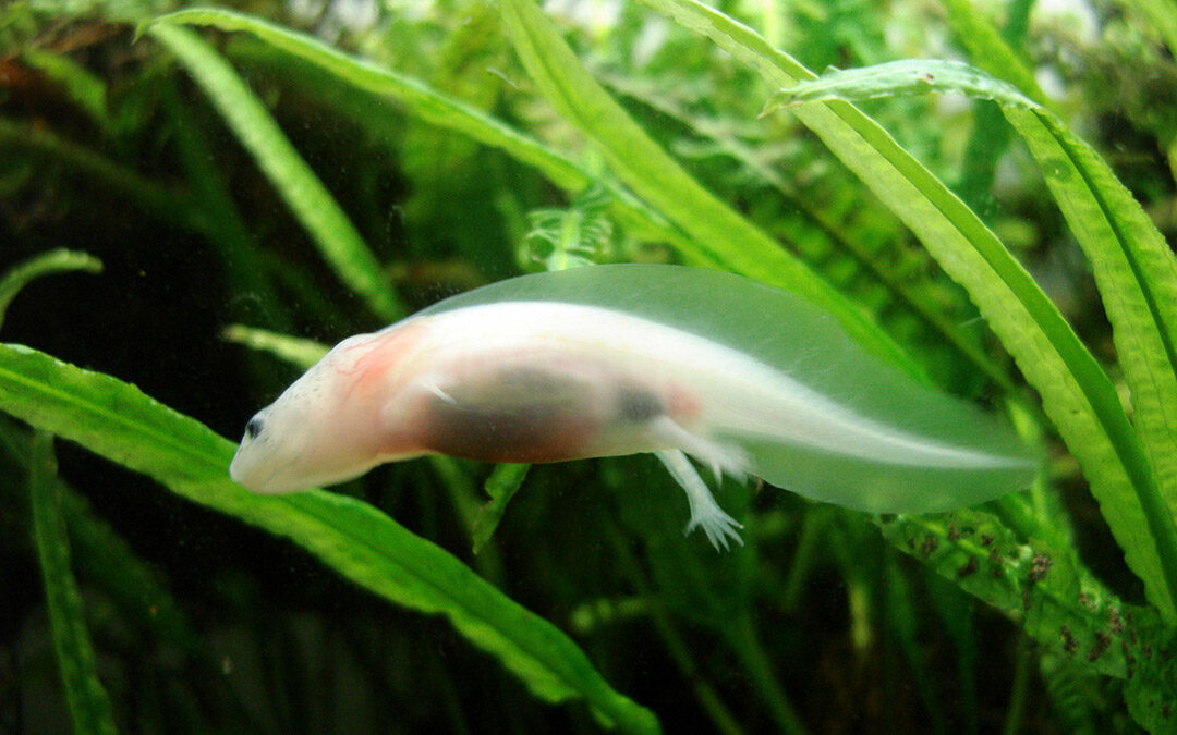 Axolotl Zucht Axoguide