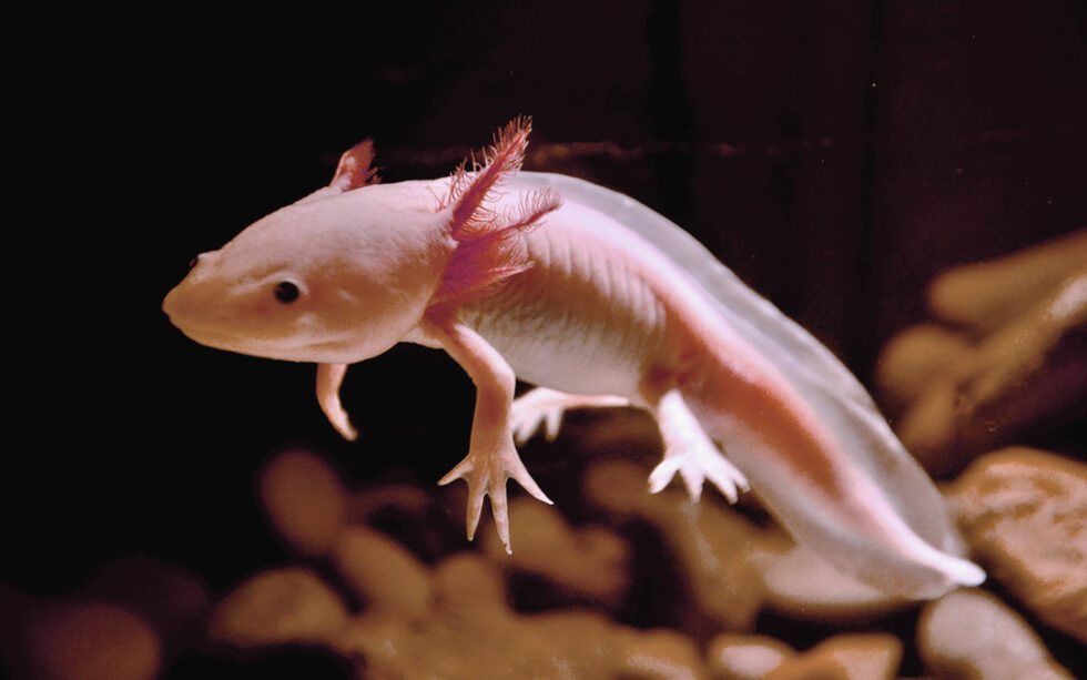 Axolotl Zucht AxoGuide