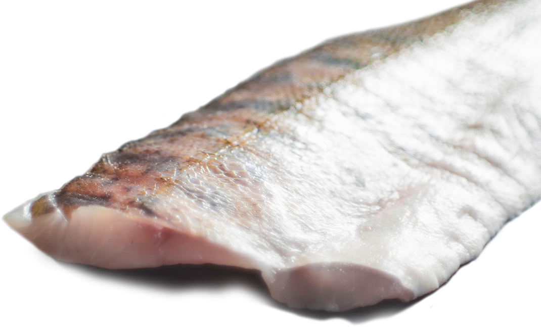 Axolotl Futter Fischfleisch