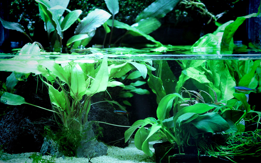 Wasserpflanzen für das Axolotl Aquarium