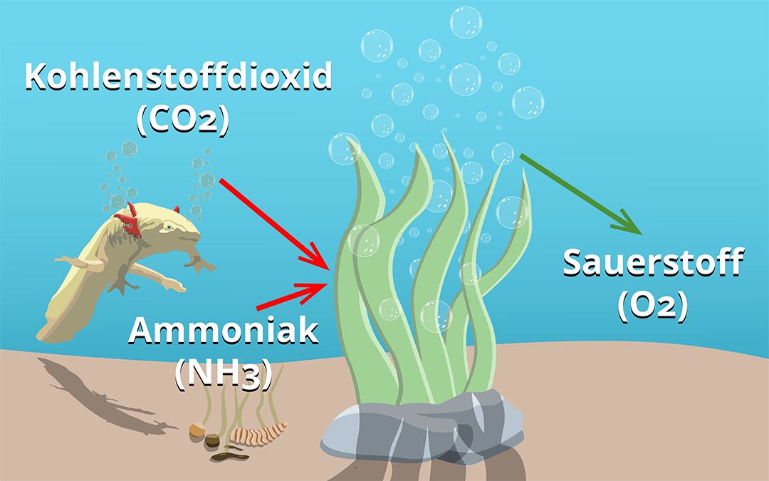 Axolotl Aquarium Wasserpflanze