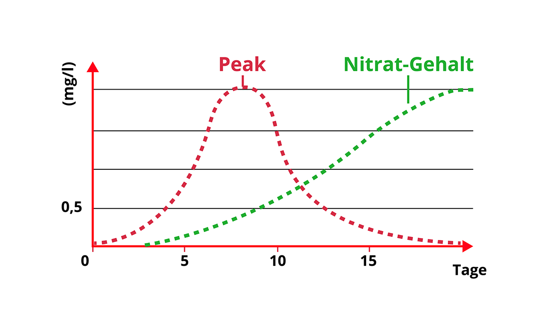 Nitritpeak und Anstieg der Nitratwerte