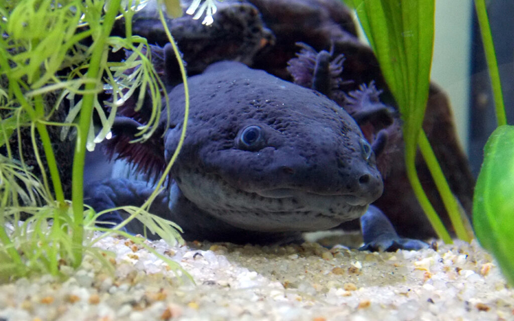 Axolotl Melanoid Farbmorph