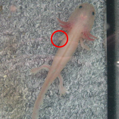 Axolotl Amputation