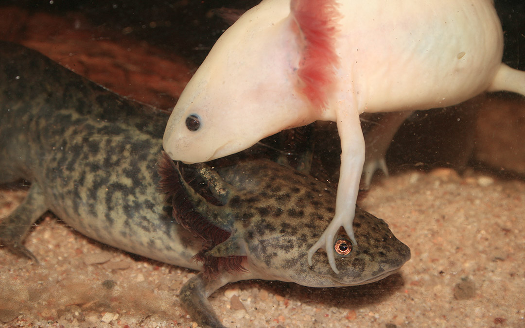 Zwei Axolotl während der Paarung
