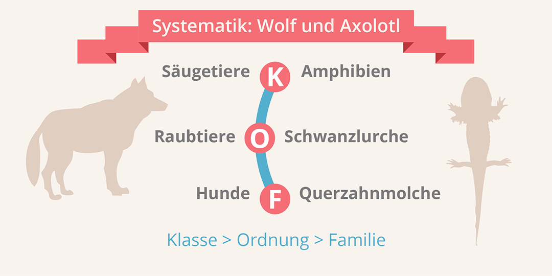 Steckbrief Axolotl: Systematik erklärt Infografik