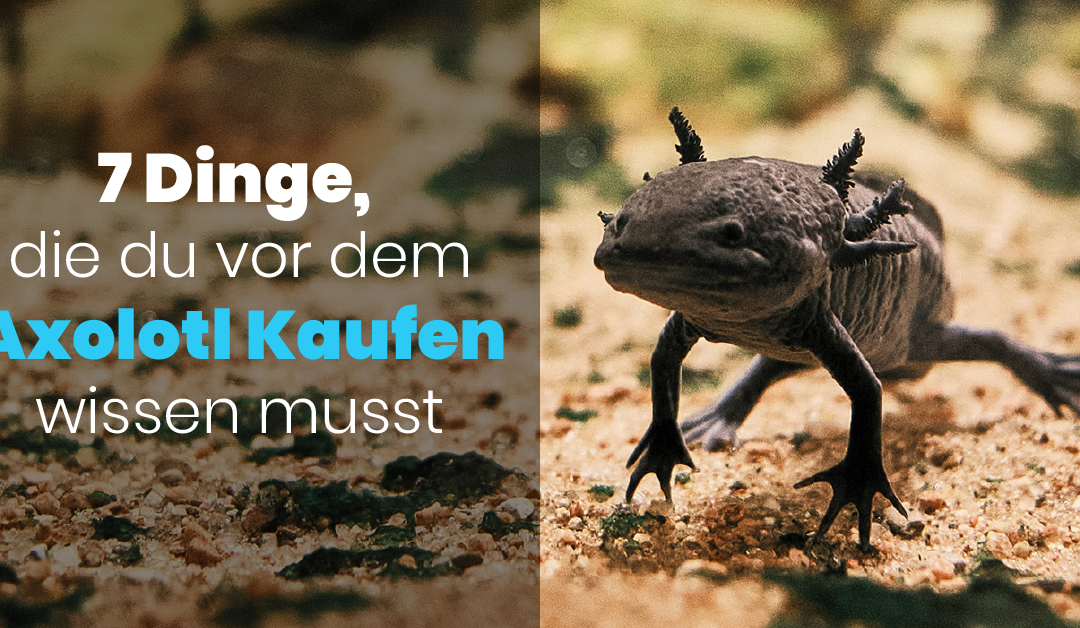 7 Dinge, die du vor dem Axolotl Kaufen wissen musst