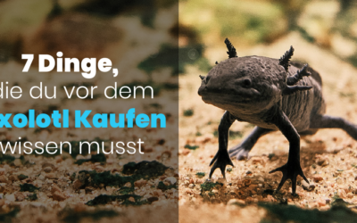 7 Dinge, die du vor dem Axolotl Kaufen wissen musst