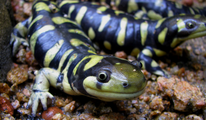 Tiger Salamander