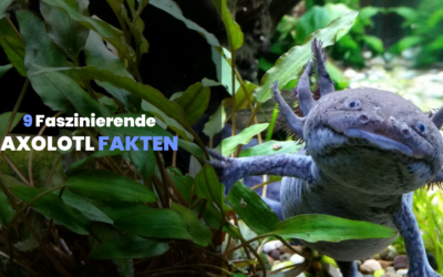 9 Faszinierende Axolotl-Fakten