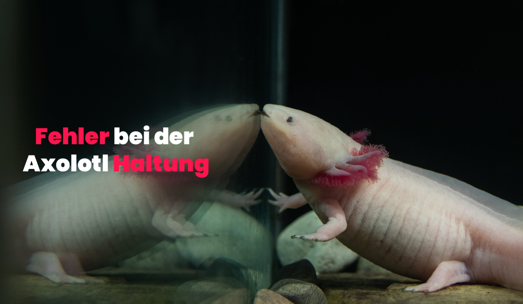 Axolotl – Die häufigsten Fehler