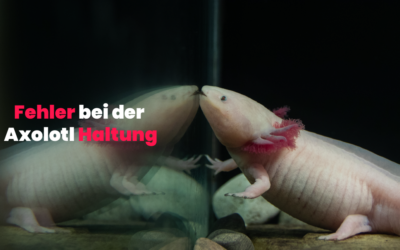 Axolotl – Die häufigsten Fehler