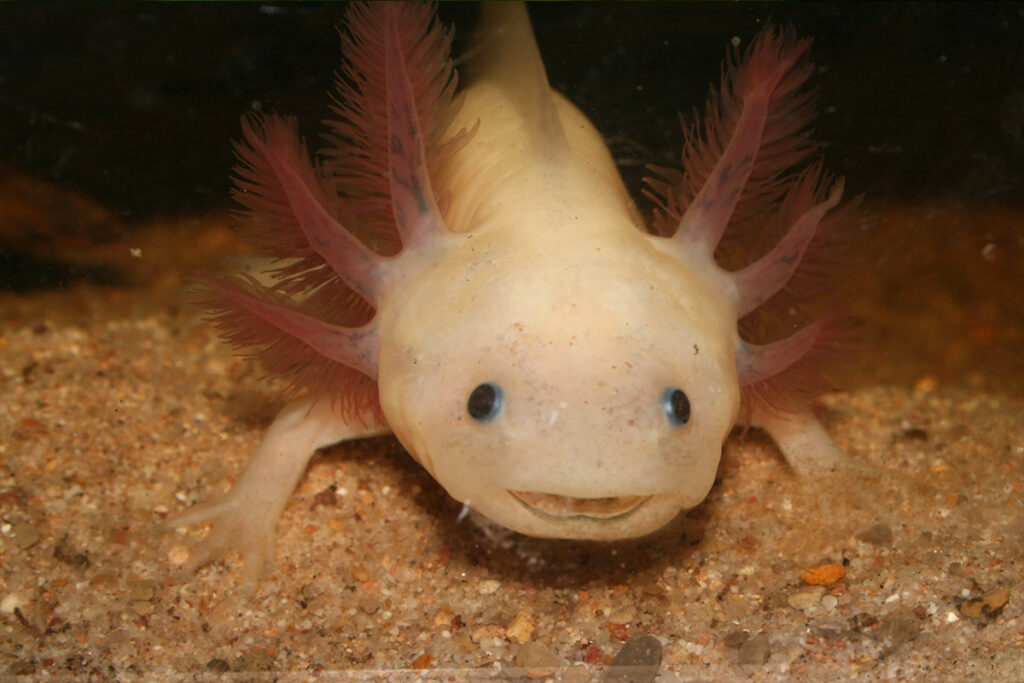 Gesunder Axolotl