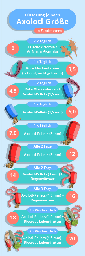 Axolotl-Fütterung Infografik