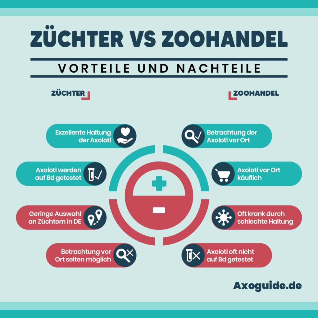 Infografik Axolotl bei Züchter oder bei Zoohandel kaufen