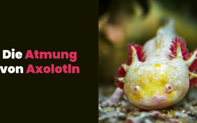 Die Atmung von Axolotln