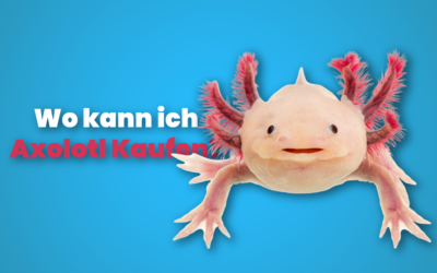 Wo kann ich Axolotl kaufen?