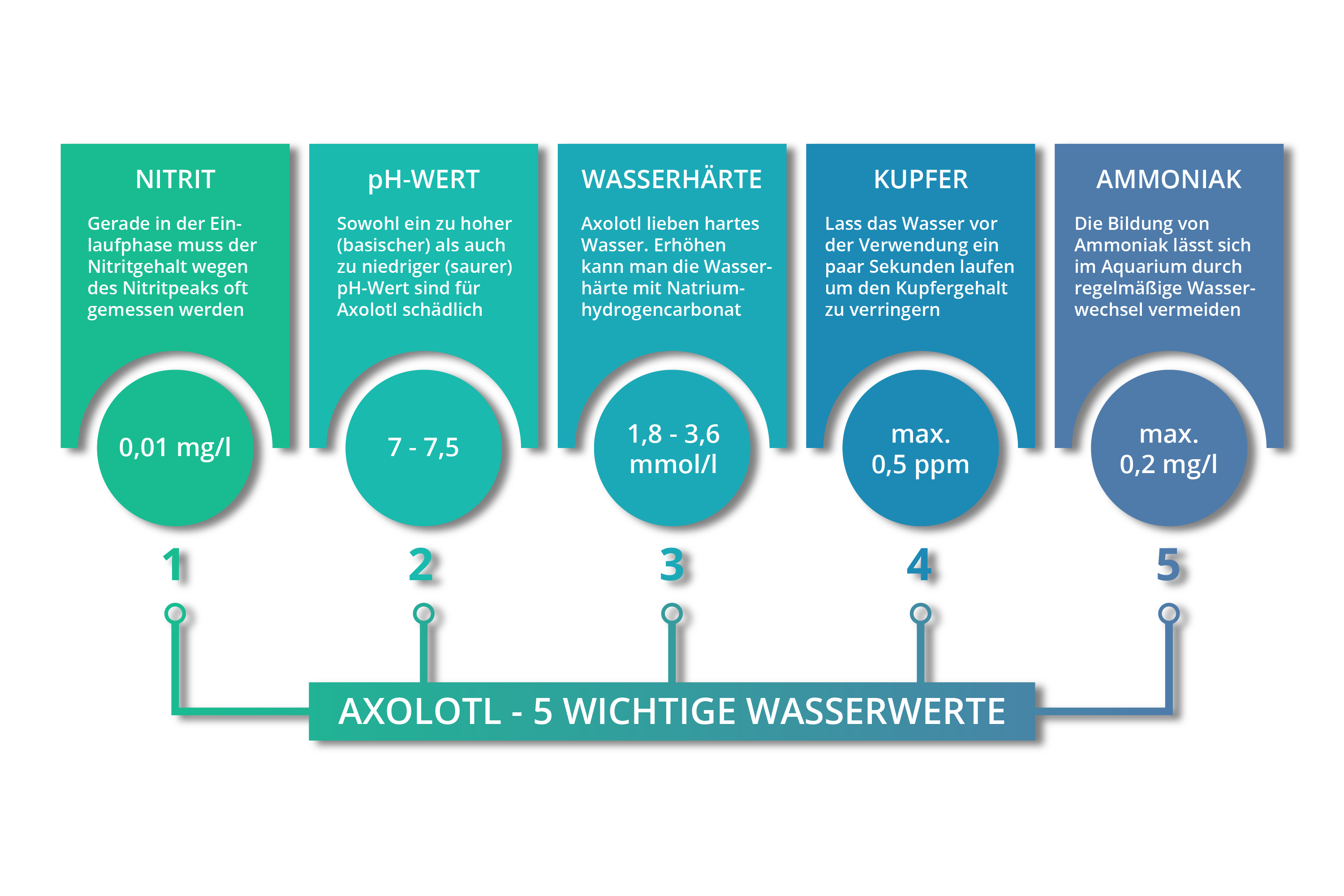 Eine Infografik, die die wichtigsten Wasserwerte für Axolotl zeigt.