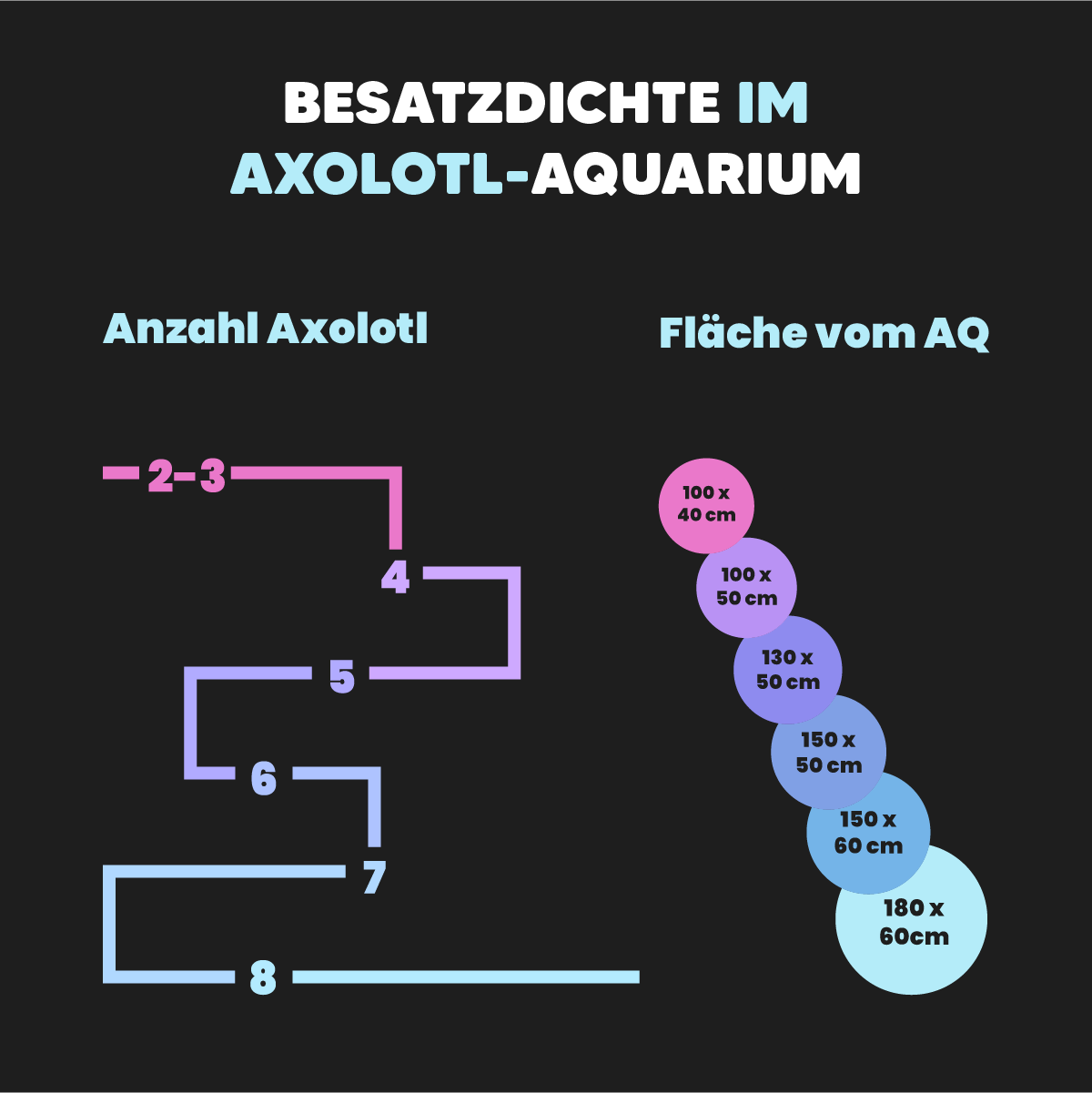 Axolotl Aquarium Größe
