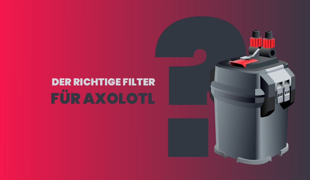 Der richtige Filter für Axolotl