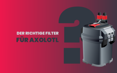 Der richtige Filter für Axolotl