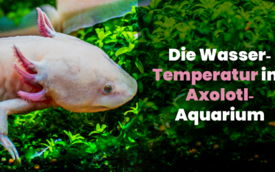 Die Wassertemperatur im Axolotl-Aquarium