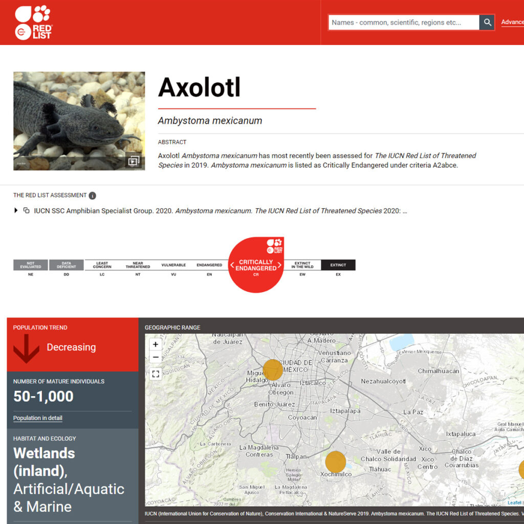 Der Axolotl gilt auf der roten Liste vom IUCN als vom Aussterben bedroht.