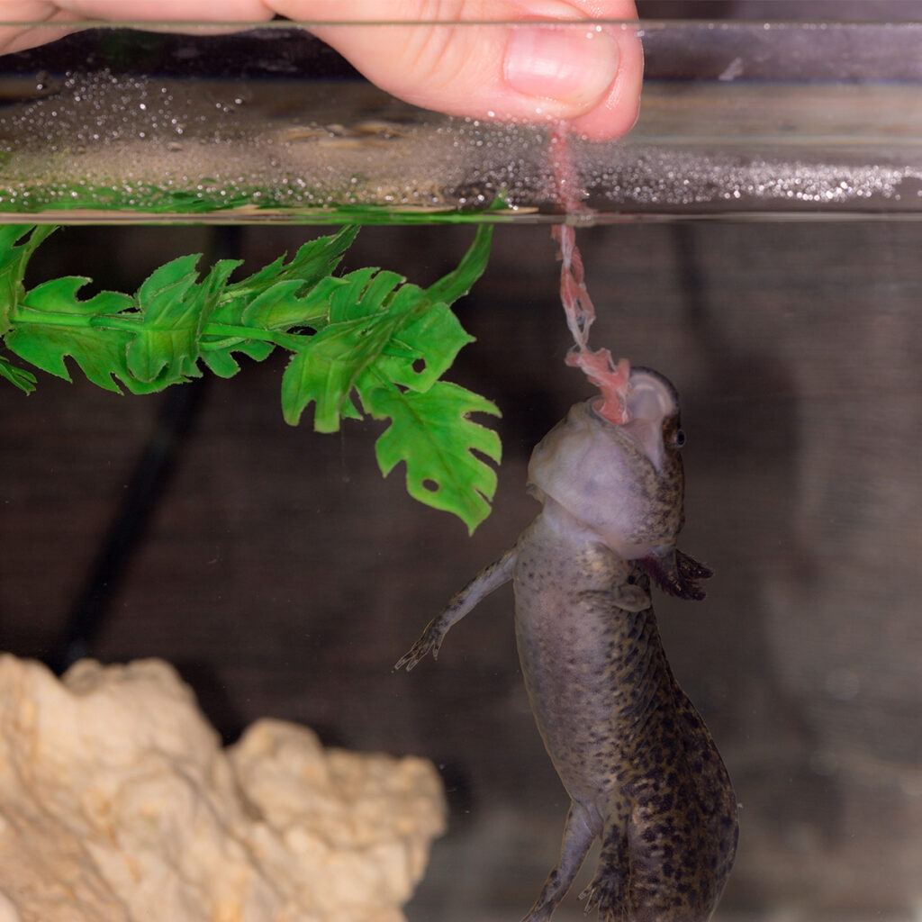 Ein Axolotl wird von Hand gefüttert
