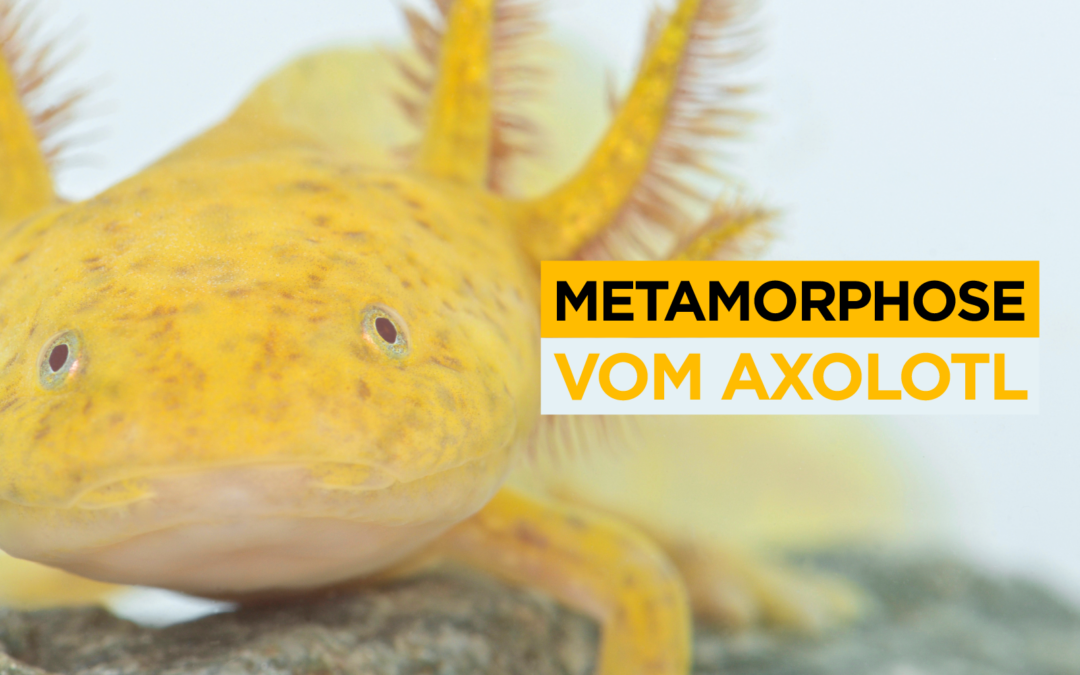 Metamorphose vom Axolotl