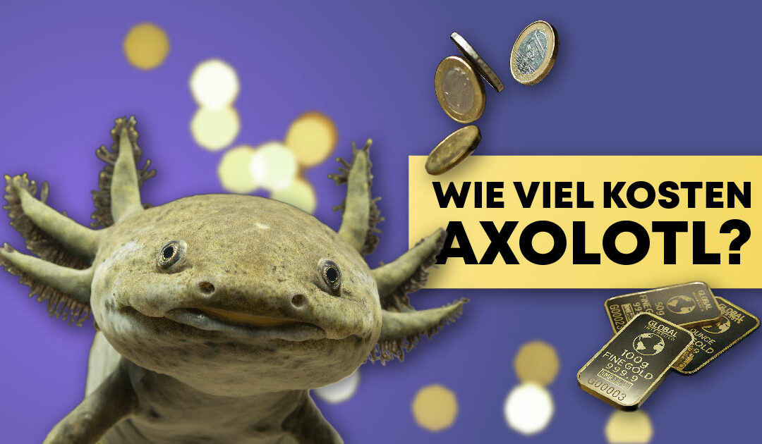 Wie viel kosten Axolotl?