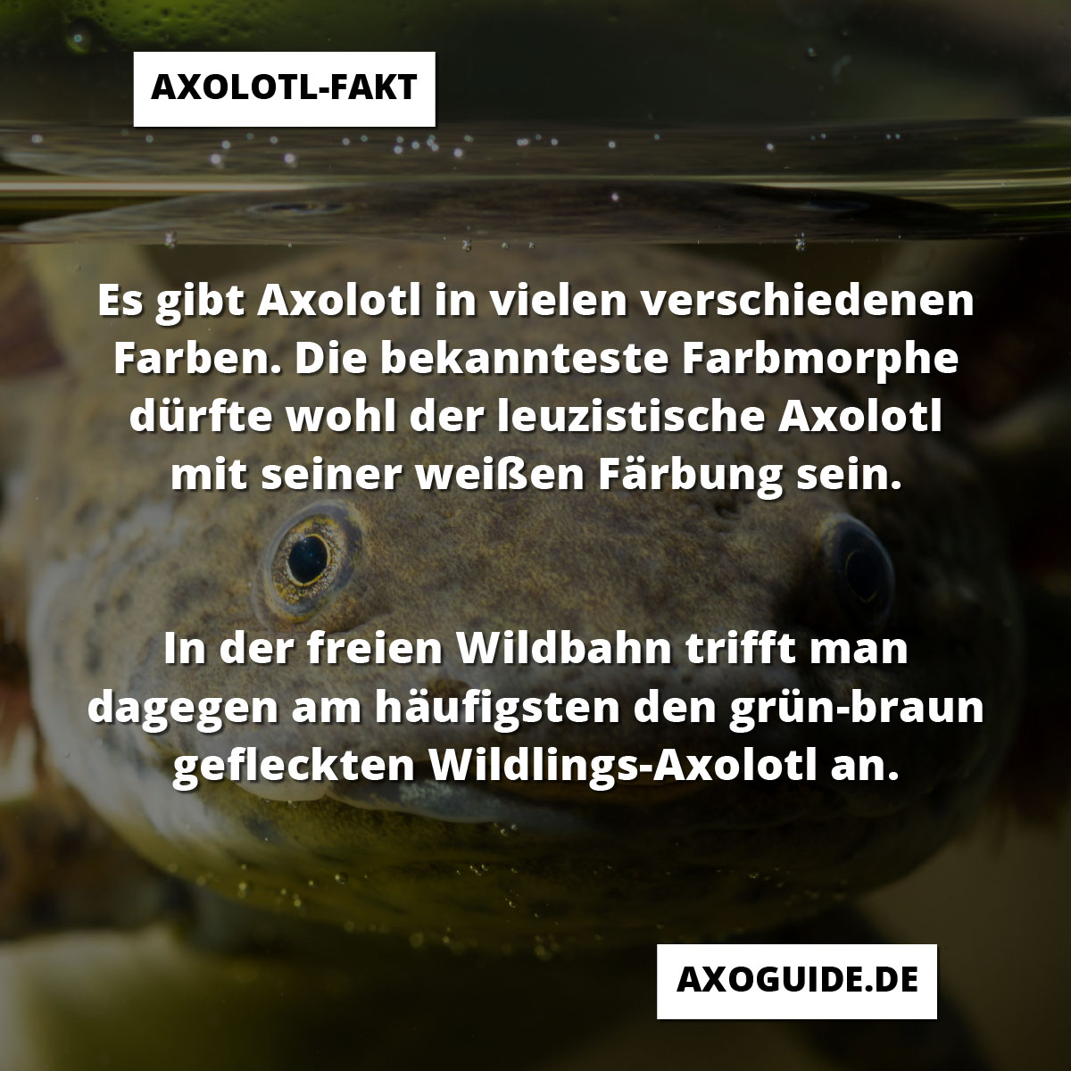 Information über die Häufigsten Axolotl-Farben in freier Wildbahn und der Heimhaltung.