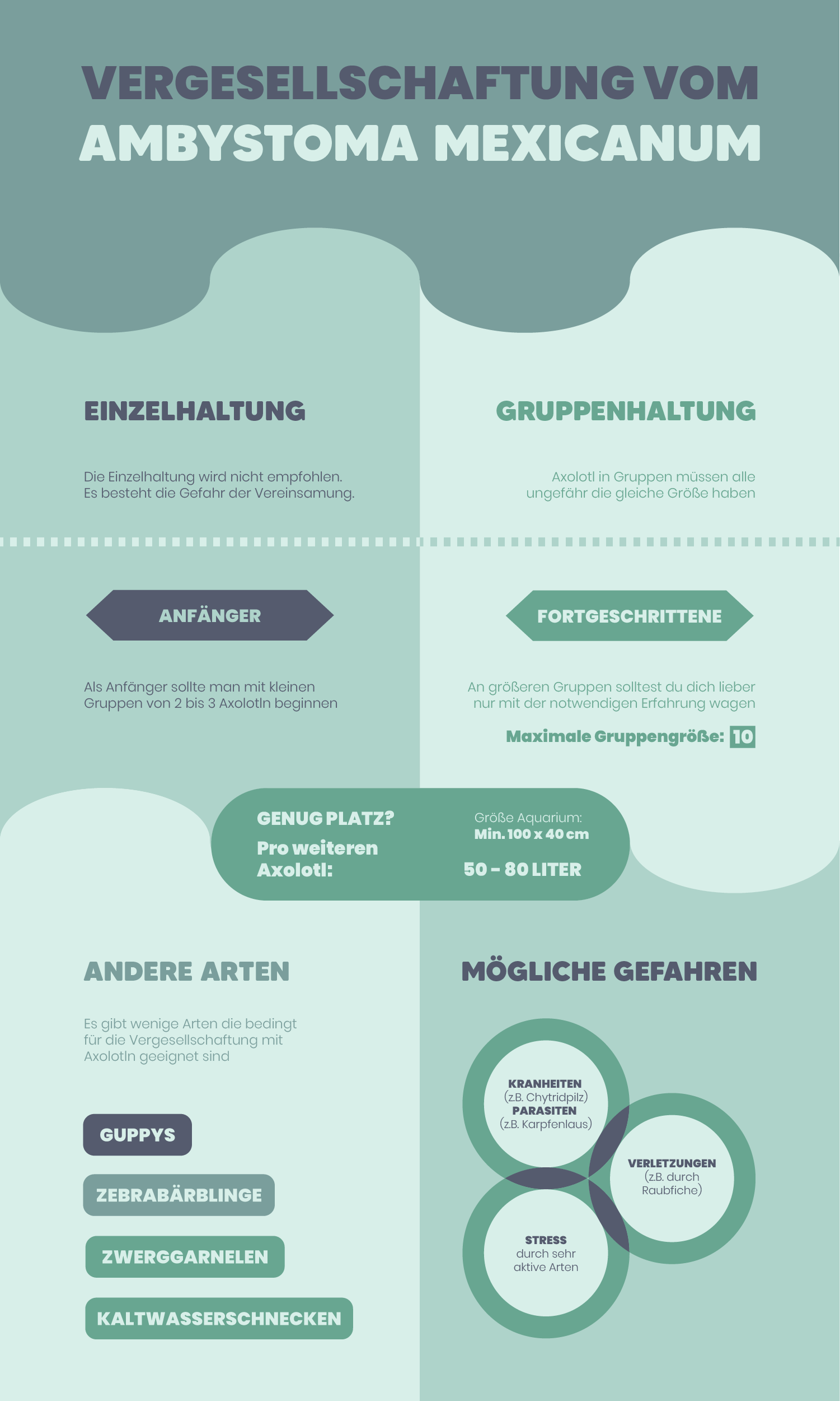 Infografik, die Informationen über die Vergesellschaftung von Axolotln zusammenfasst.