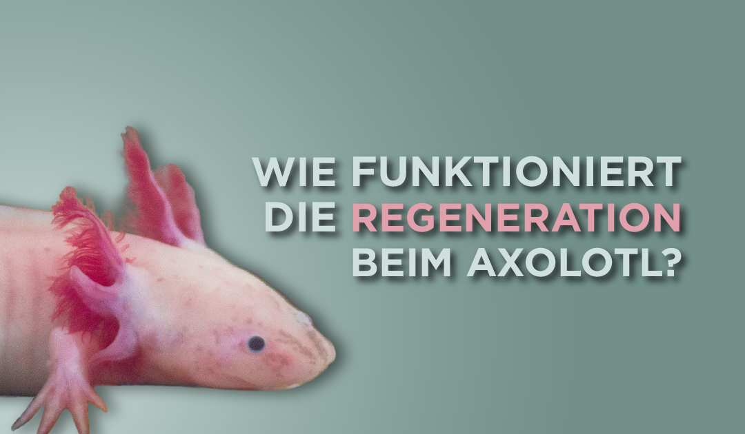Regeneration beim Axolotl