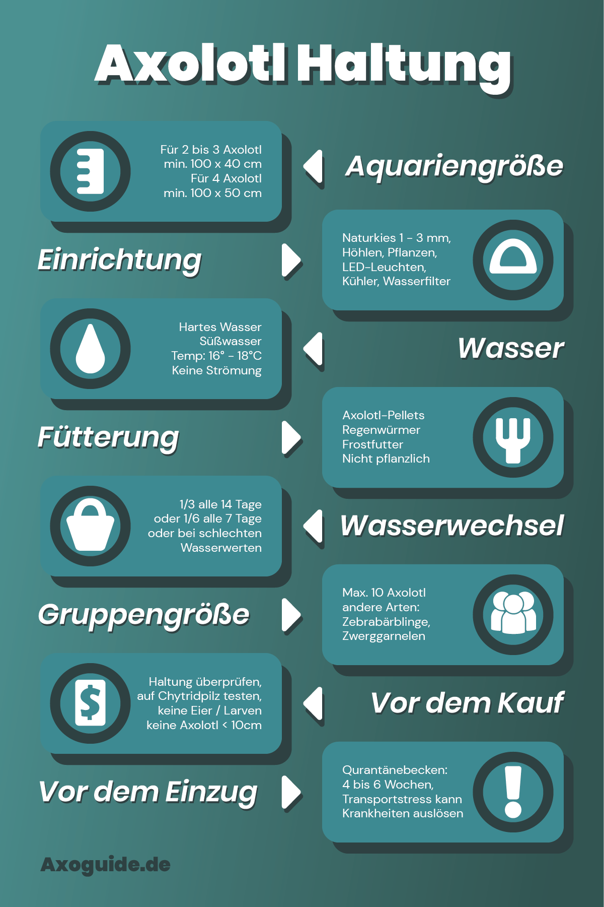 Infografik über die Haltung von Axolotln