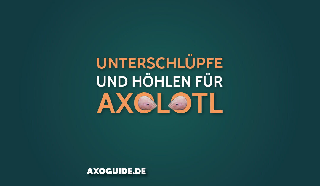 Unterschlüpfe und Höhlen für Axolotl