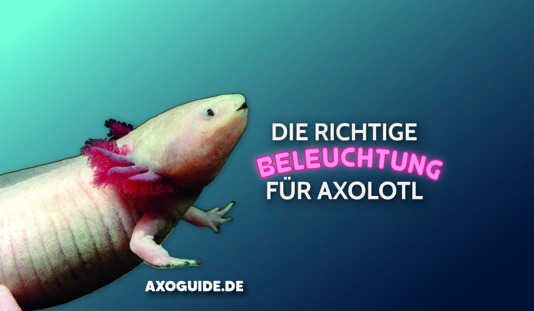 Die richtige Beleuchtung für Axolotl