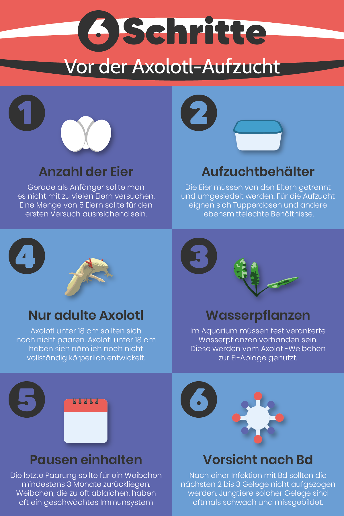 Infografik, die die 6 Schritte vor der Aufzucht von Axolotln beschreibt