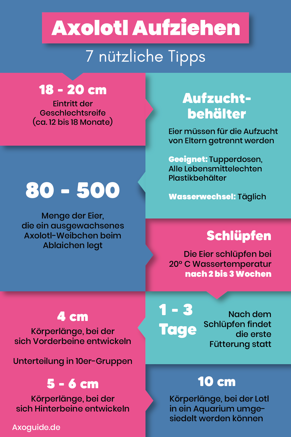 Infografik Axolotl Zucht in 7 Schritten