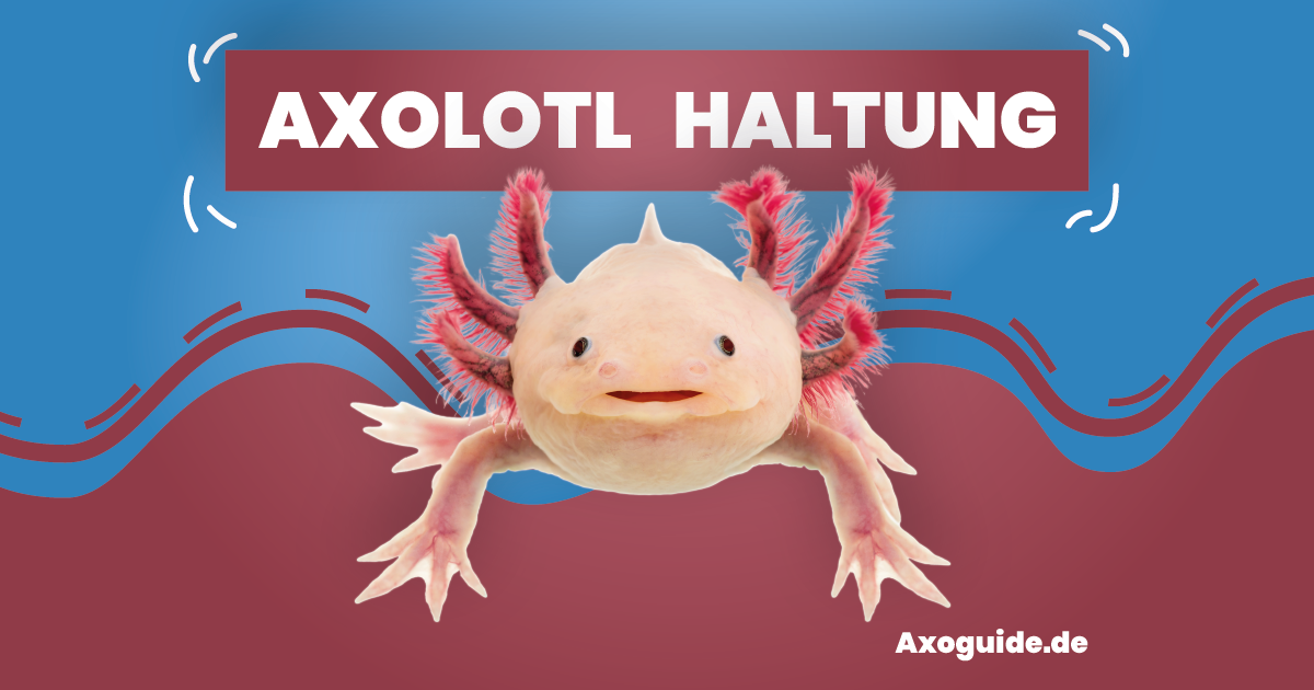 Axolotl - Alles zur erfolgreichen Zucht und Haltung - Schlauchverbinder /  Reduzierstück 12/16mm auf 19/27mm