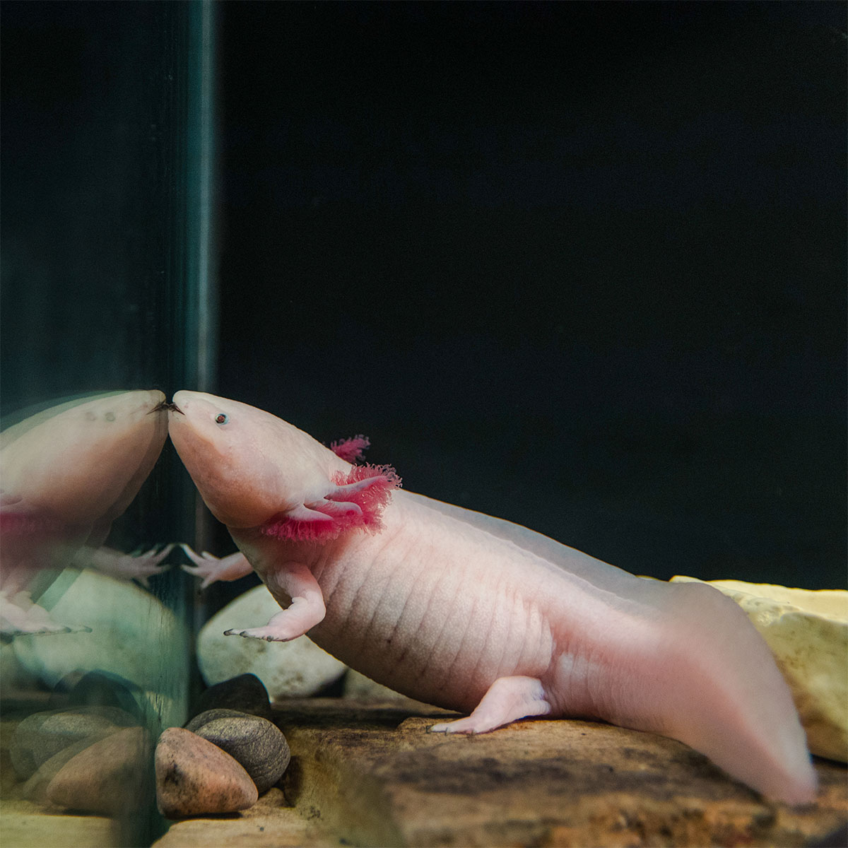 Einrichtung vom Axolotl Aquarium - AxoGuide