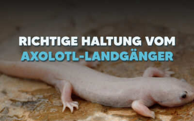 Axolotl-Landgänger