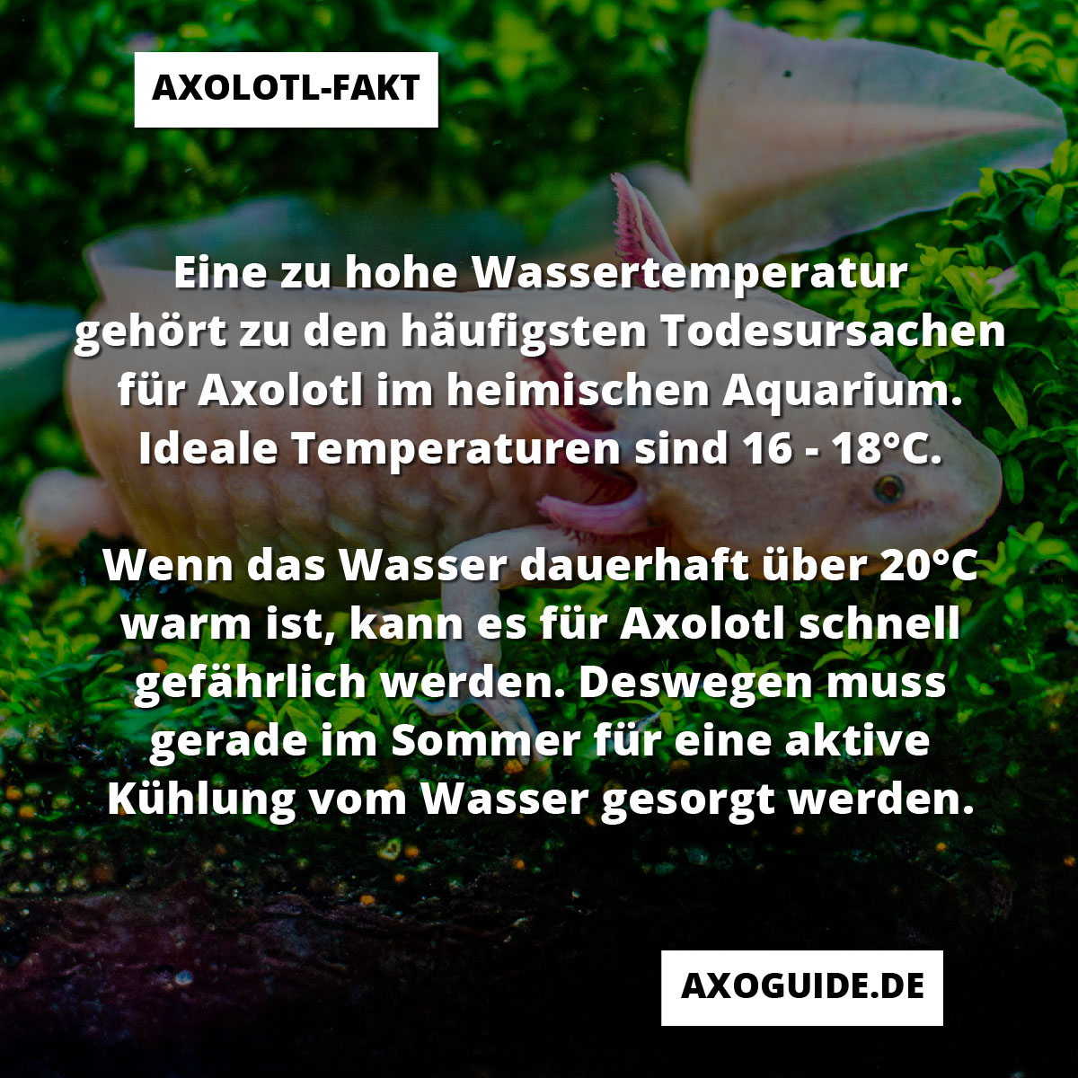 Axolotl Fakt: Die Wassertemperatur im Axolotlbecken darf 20°C nicht dauerhaft übersteigen.