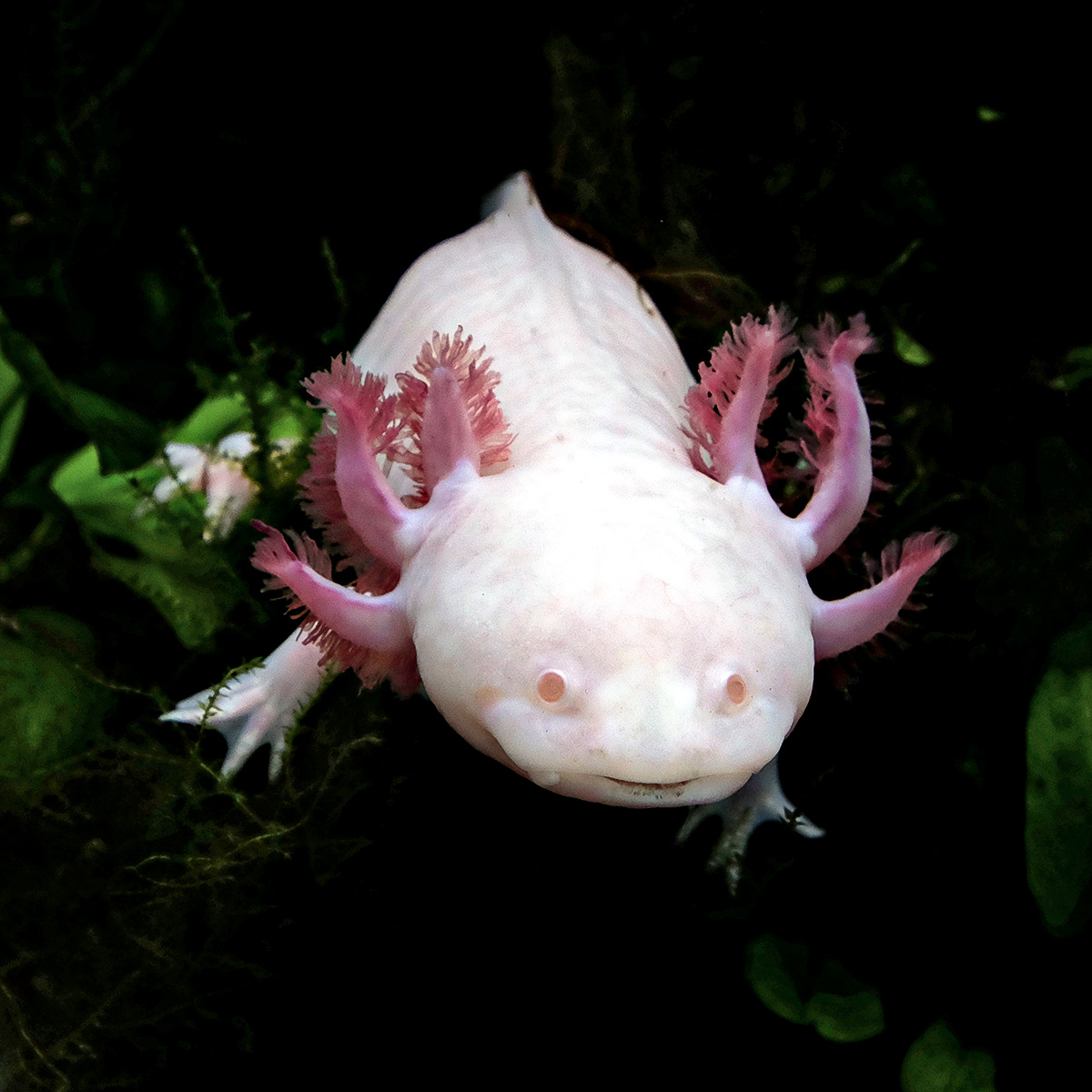 Axolotl der Farbmorphe Albino