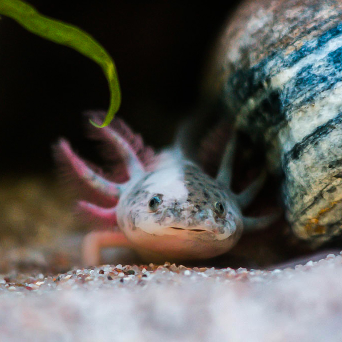Axolotl Chimär Farbmorph