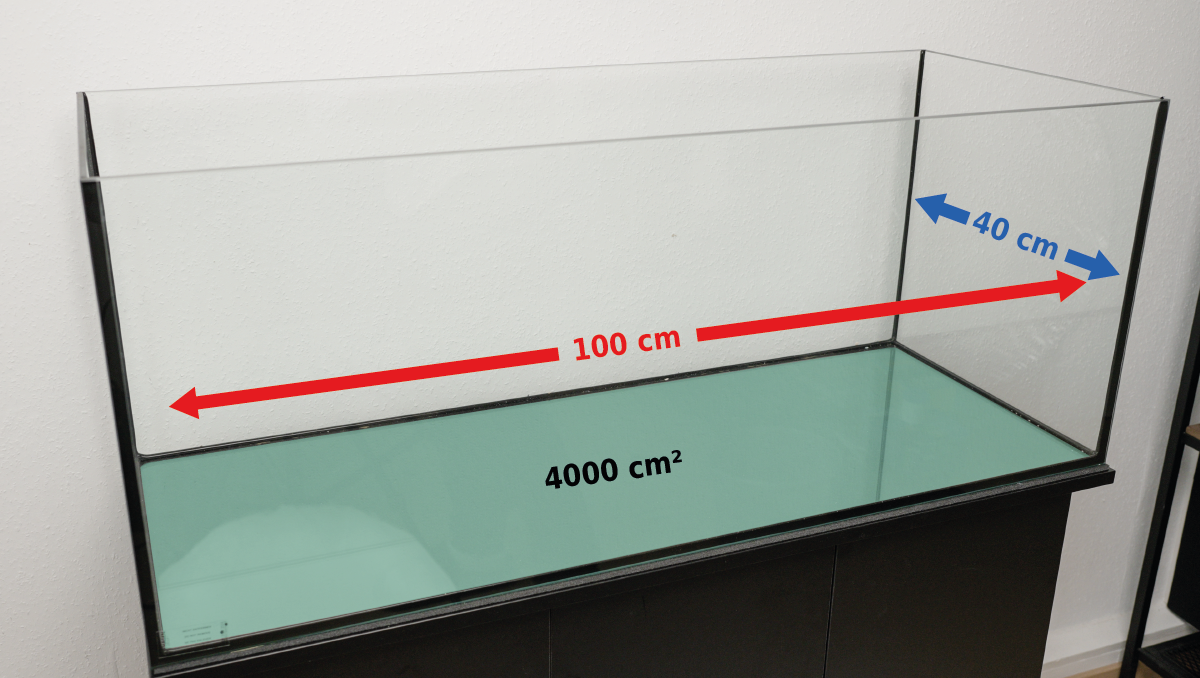 Die Mindestmaße für ein geeignetes Axolotl-Aquarium